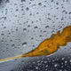 Illustration for article titled Shooting Challenge: Fall Leaves Gallery